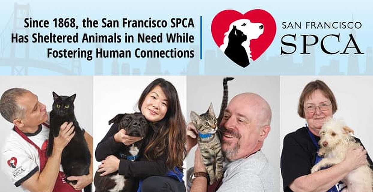 Since 1868 The San Francisco Spca Has Sheltered Animals In Need While Fostering Human Connections