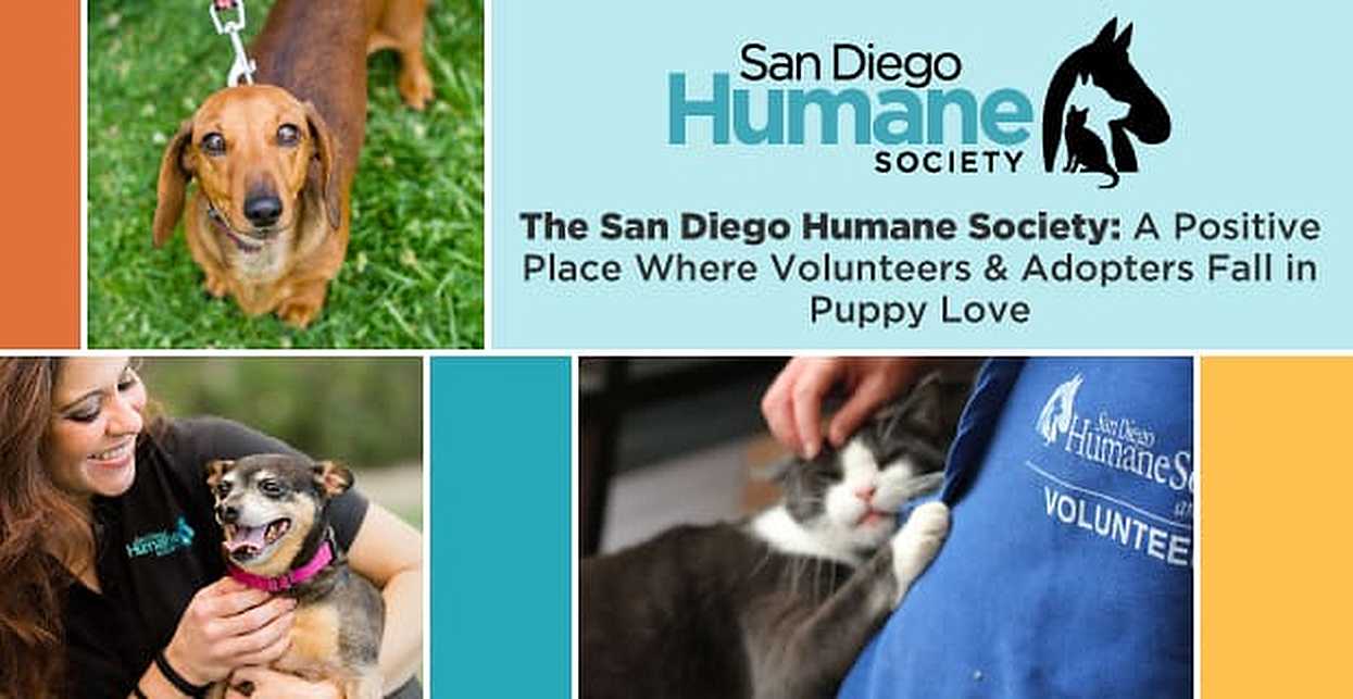The San Diego Humane Society A Positive Place Where Volunteers